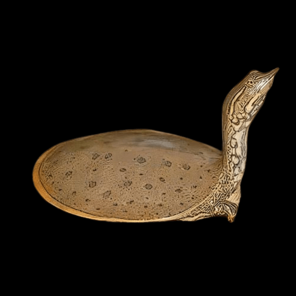 Florida Spiny Soft Shell Turtle Apalone Ferox Species Juvenile 5cm - Real Aquatics