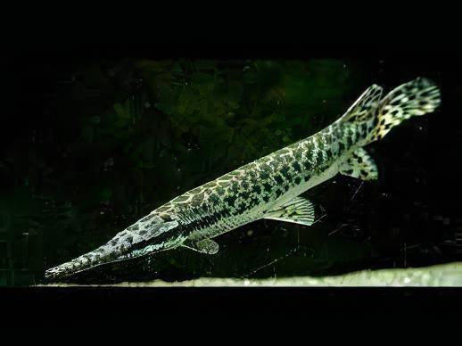 Florida Spotted Gar Lepisosteus Platyrhincus
