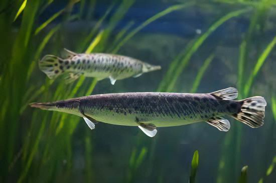 Florida Spotted Gar Lepisosteus Platyrhincus