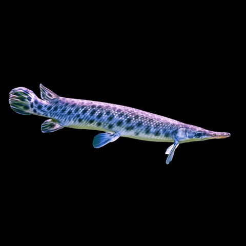 Gar