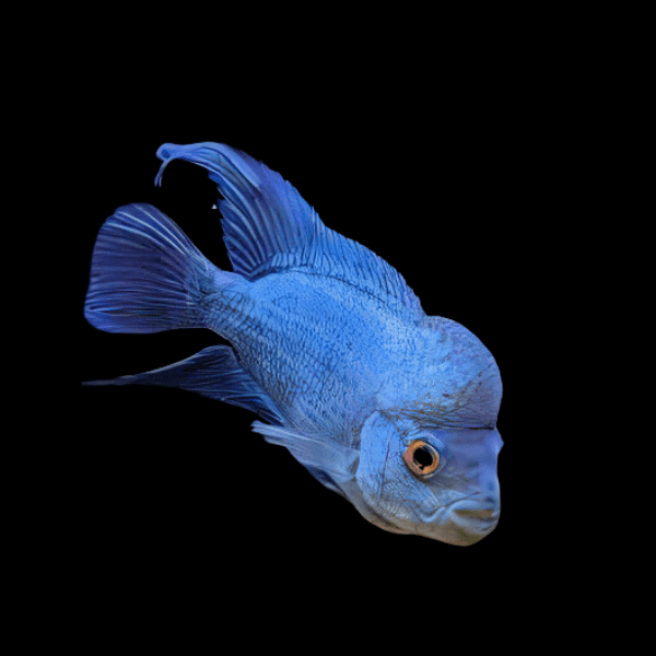 Flowerhorn Cichlid Blue Diamond Thai Silk 5cm Juvenile Male - Real Aquatics