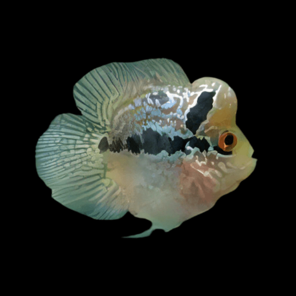 Flowerhorn Cichlid Bonsei Short Body 5cm Juvenile Male - Real Aquatics