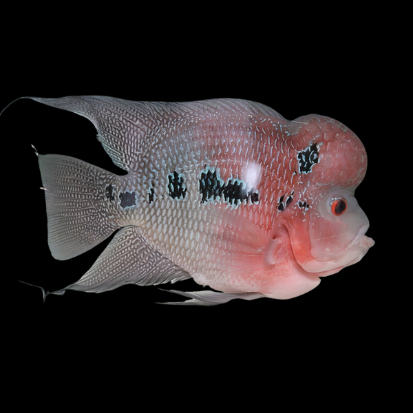 Flowerhorn Cichlid Chinese Zhen Zhu 8cm Sub Adult Male - Real Aquatics