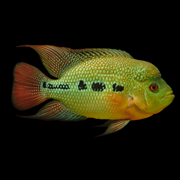 Flowerhorn Cichlid Diamond Kamfa Malau 8cm Sub Adult Male - Real Aquatics