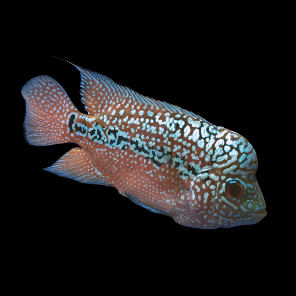 Flowerhorn Cichlid Full Moon Kamfa Malau 8cm Sub Adult Male - Real Aquatics