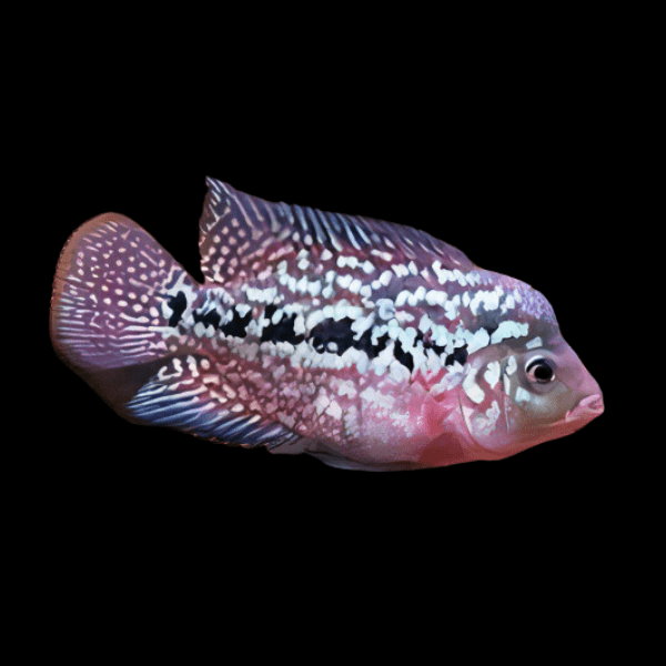 Flowerhorn Cichlid Full Moon Kamfa Malau 5cm Juvenile Male - Real Aquatics