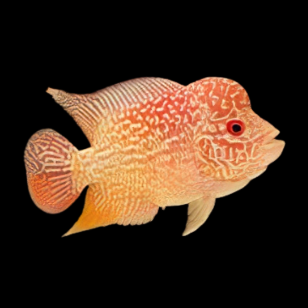 Flowerhorn Cichlid Golden Base 8cm Sub Adult Male - Real Aquatics
