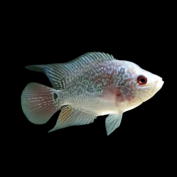 Flowerhorn Cichlid Golden Base 5cm Juvenile Male - Real Aquatics