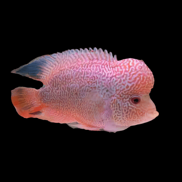 Flowerhorn Cichlid Golden Base Super Red Magma Grade AA 20cm Show Adult Male - Real Aquatics