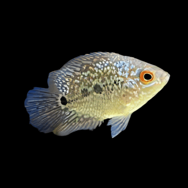 Flowerhorn Cichlid Kamfa Malau Short Body 5cm Juvenile Male - Real Aquatics