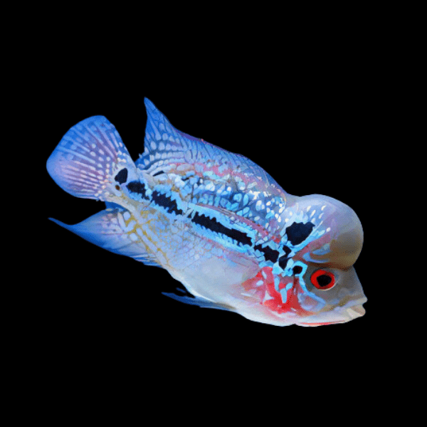 Flowerhorn Cichlid Luohan 5cm Juvenile Male - Real Aquatics