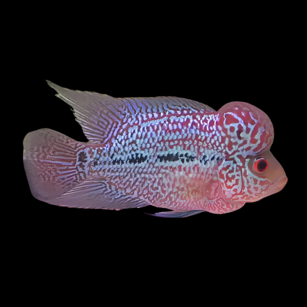 Flowerhorn Cichlid Pearl 8cm Sub Adult Male - Real Aquatics