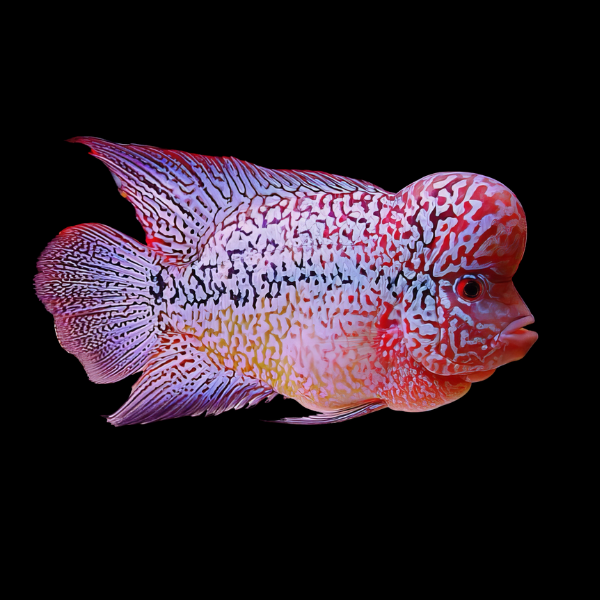 Flowerhorn Cichlid Pearl Of The Orient 8cm Sub Adult Male - Real Aquatics