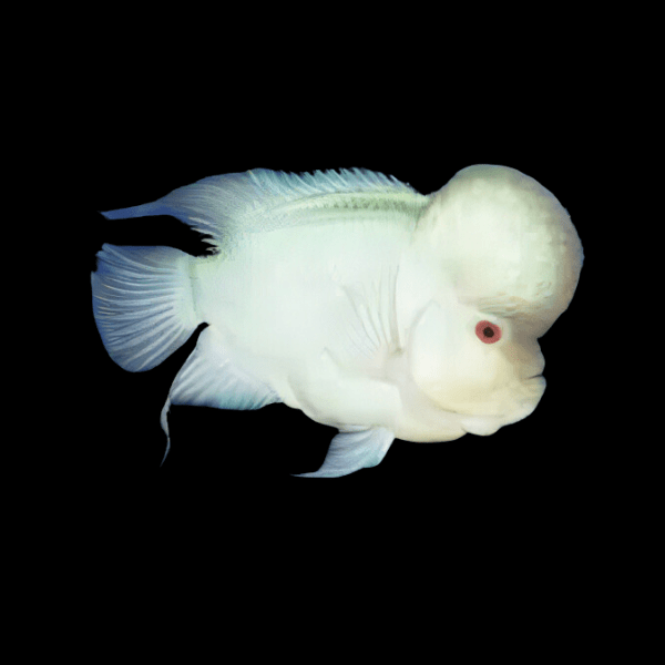 Flowerhorn Cichlid Platinum Grade AA 20cm Show Adult Male - Real Aquatics