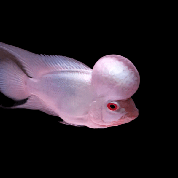 Flowerhorn Cichlid Platinum Super Red Grade AA 20cm Show Adult Male - Real Aquatics