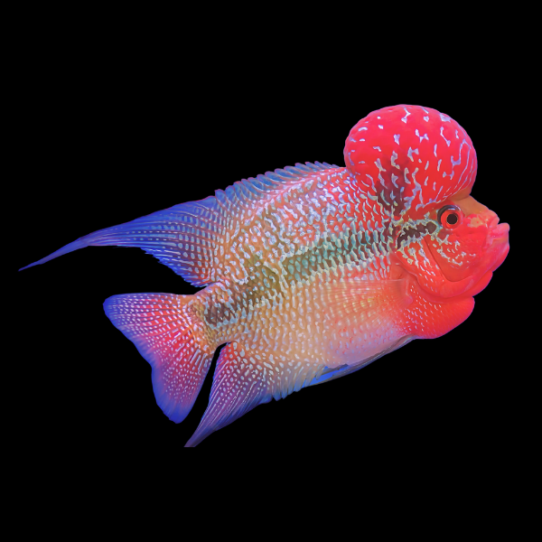 Flowerhorn Cichlid Red Dragon 8cm Sub Adult Male - Real Aquatics