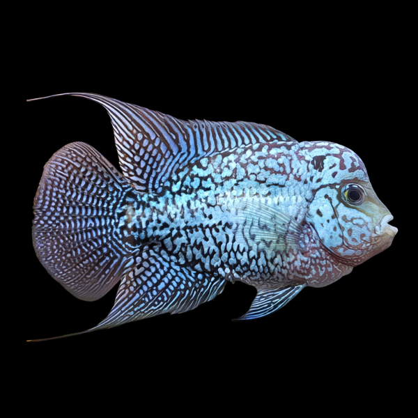 Flowerhorn Cichlid Royal Blue Kamfa Malau 8cm Sub Adult Male - Real Aquatics