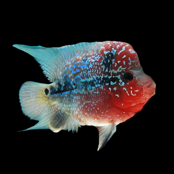 Flowerhorn Cichlid Short Body Super Red Dragon Grade A 5cm Juvenile Male - Real Aquatics