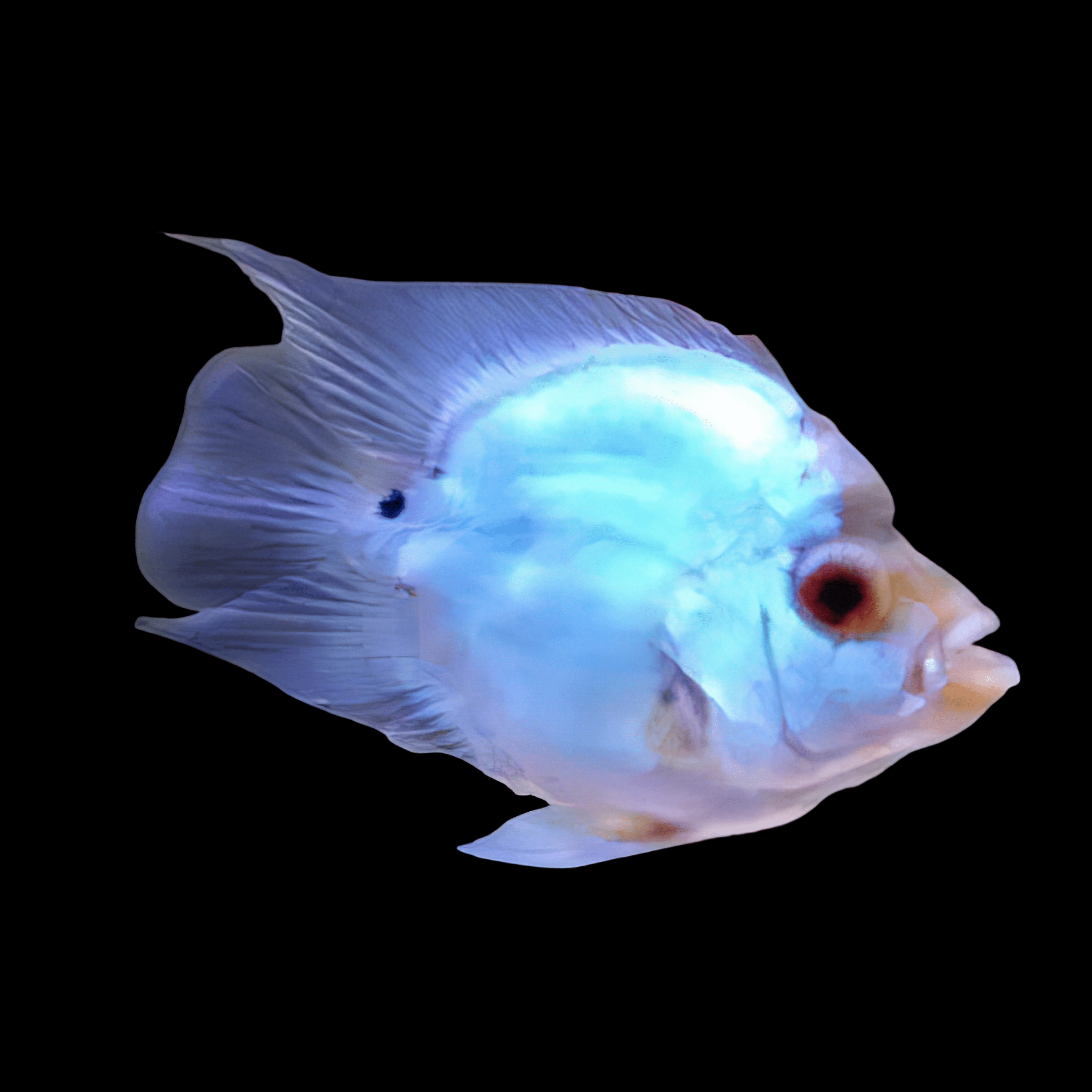 Flowerhorn Cichlid Short Body Thai Silk 5cm Juvenile Male - Real Aquatics