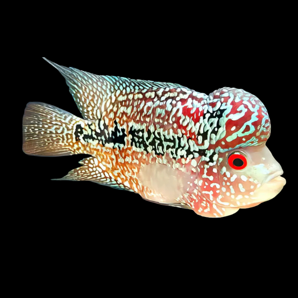 Flowerhorn Cichlid Super 1.8K Malau 8cm Sub Adult Male - Real Aquatics
