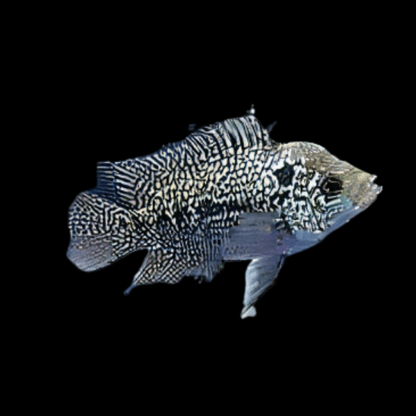 Flowerhorn Cichlid Super Kamfa Malau 5cm Juvenile Male - Real Aquatics