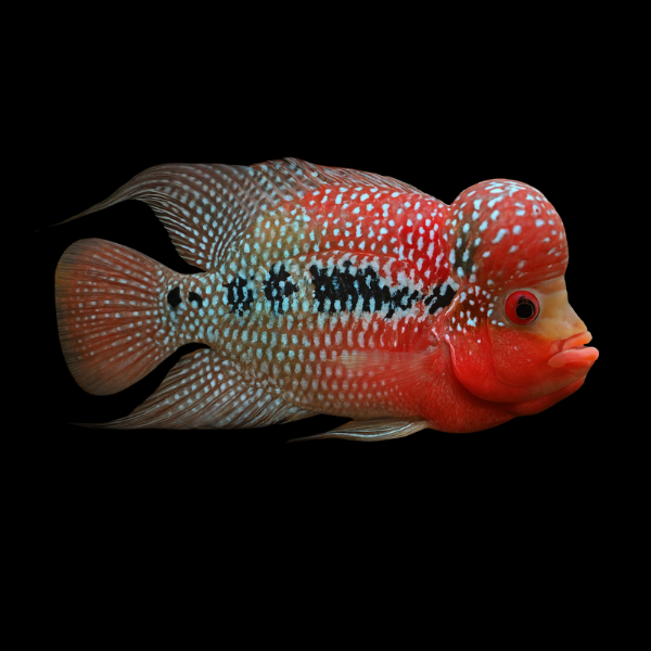 Flowerhorn Cichlid Super Kamfa Malau 8cm Sub Adult Male - Real Aquatics