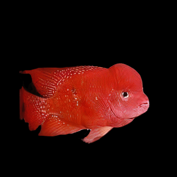 Flowerhorn Cichlid Super Monkey Kamfa Grade AA 20cm Show Adult Male - Real Aquatics