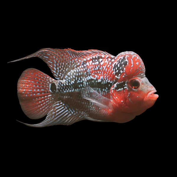 Flowerhorn Cichlid Red Kamfa 8cm Sub Adult Male - Real Aquatics