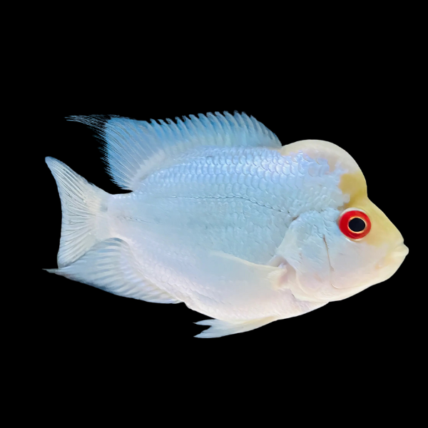 Flowerhorn Cichlid White Angel 8cm Sub Adult Male - Real Aquatics