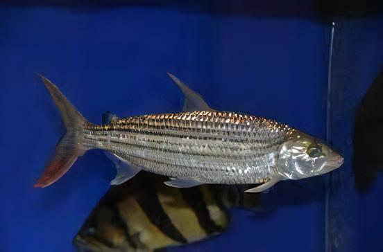 African Forskahlii Tiger Fish Hydrocynus Forskahlii
