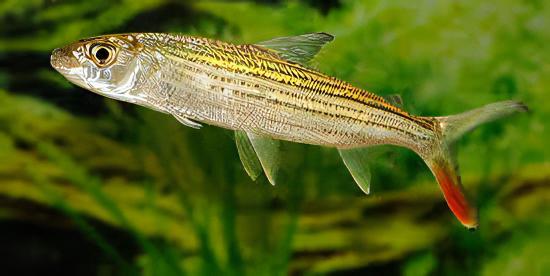 African Forskahlii Tiger Fish Hydrocynus Forskahlii