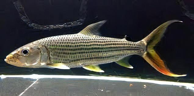 African Forskahlii Tiger Fish Hydrocynus Forskahlii