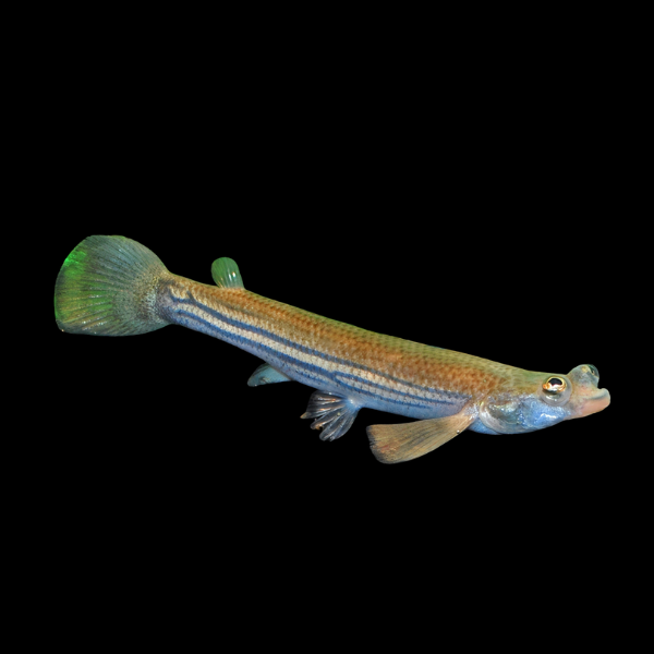 Four Eyed Fish Anableps Anableps - 5cm - Real Aquatics