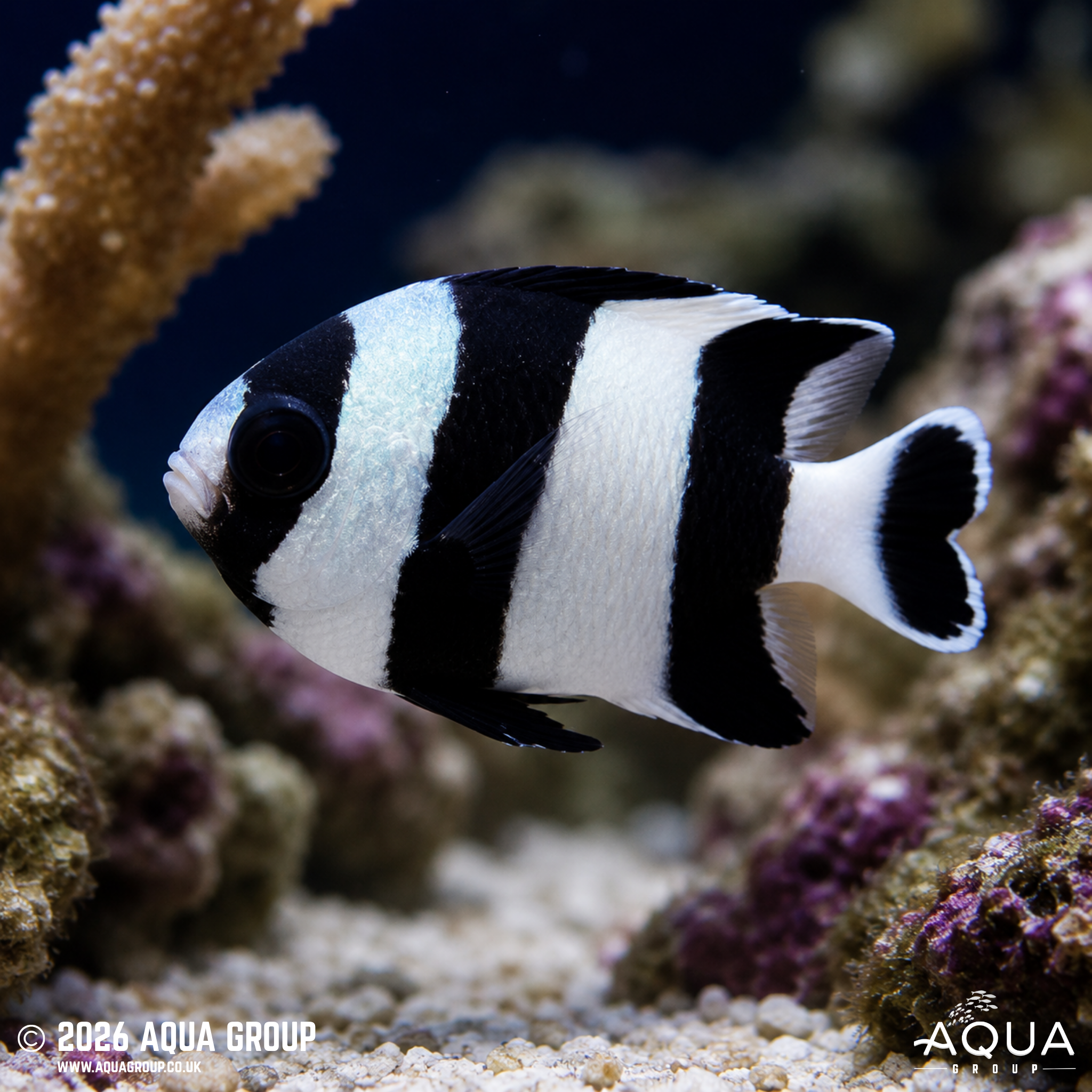 Blacktail Humbug Damsel (Dascyllus melanurus)