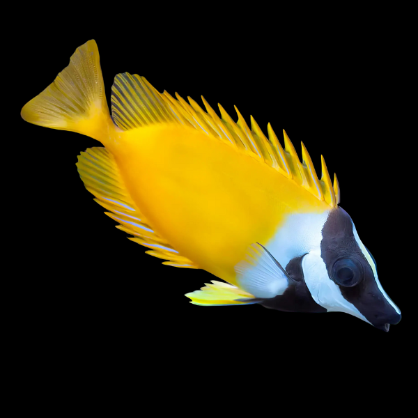 Fox Face Rabbit Fish Siganus Vulpinus - Real Aquatics