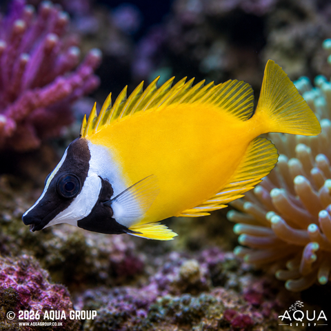 Marine Venomous