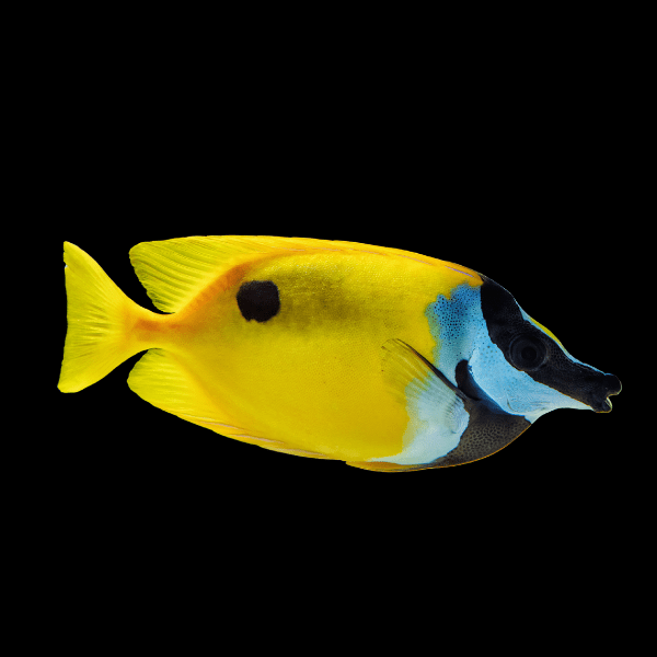 Fox Face Black Spot Rabbit Fish Siganus Unimaculatus - Real Aquatics