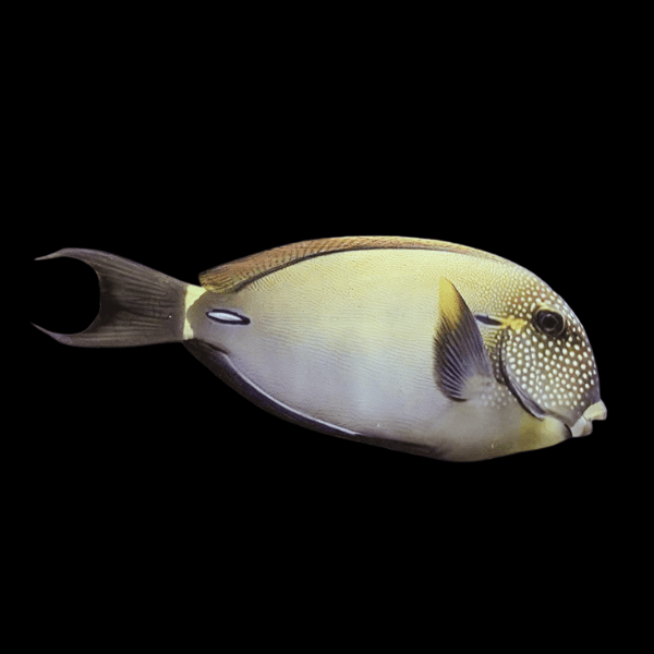 Freckle Face Tang Acanthurus Maculiceps - Real Aquatics