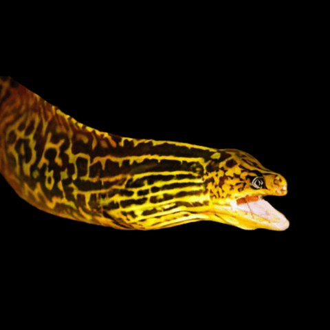 Eel