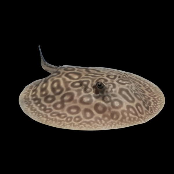 Freshwater West African Pearl Stingray Dasyatis Margaritella 20cm