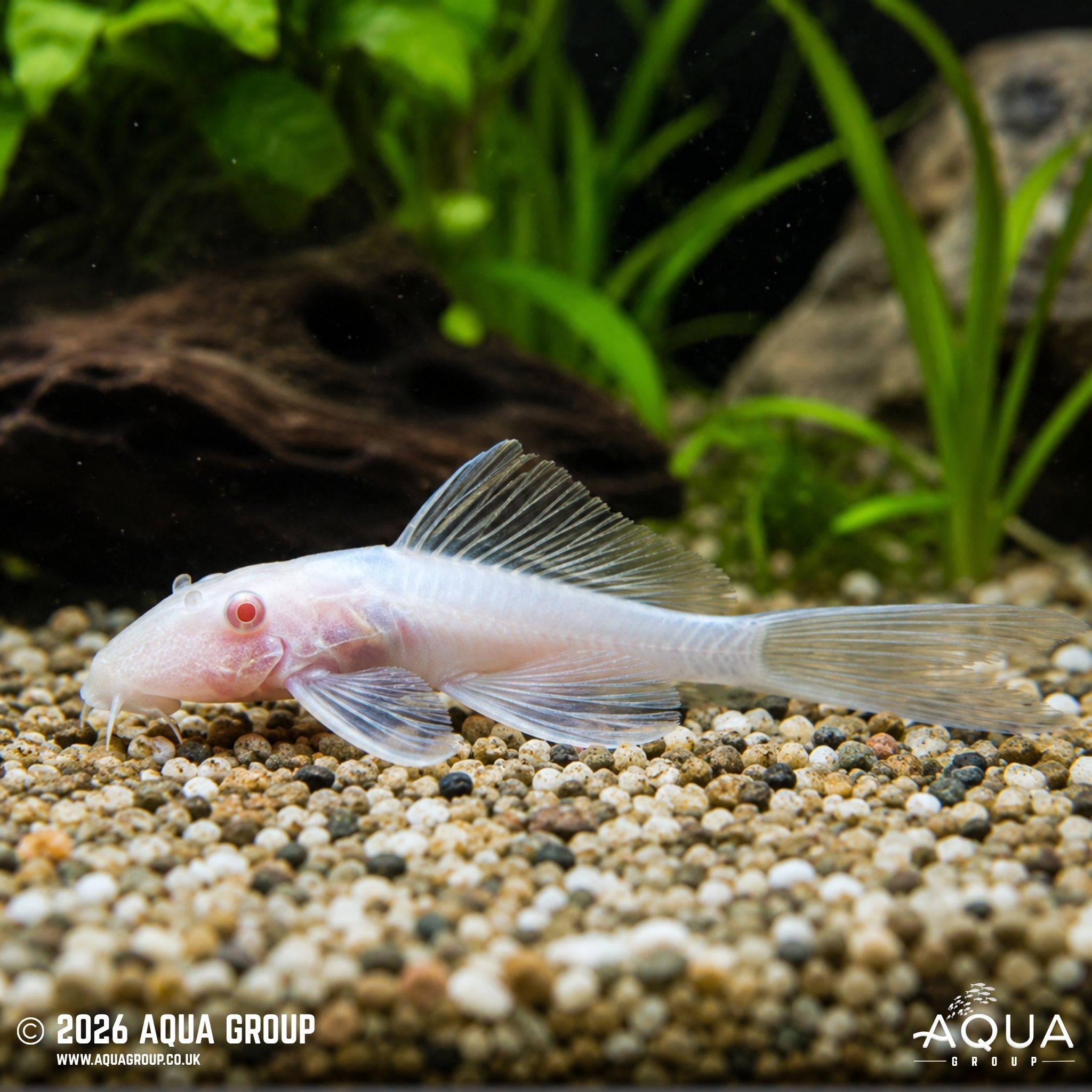 Snow White Longfin Bristlenose (Ancistrus cf. cirrhosus)