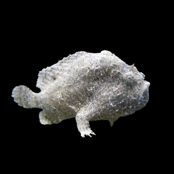 Frogfish Antennarius Biocellatus 10cm - Real Aquatics