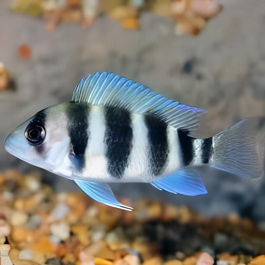 Cyphotilapia Frontosa Tanganyika African Cichlid 4cm - Real Aquatics