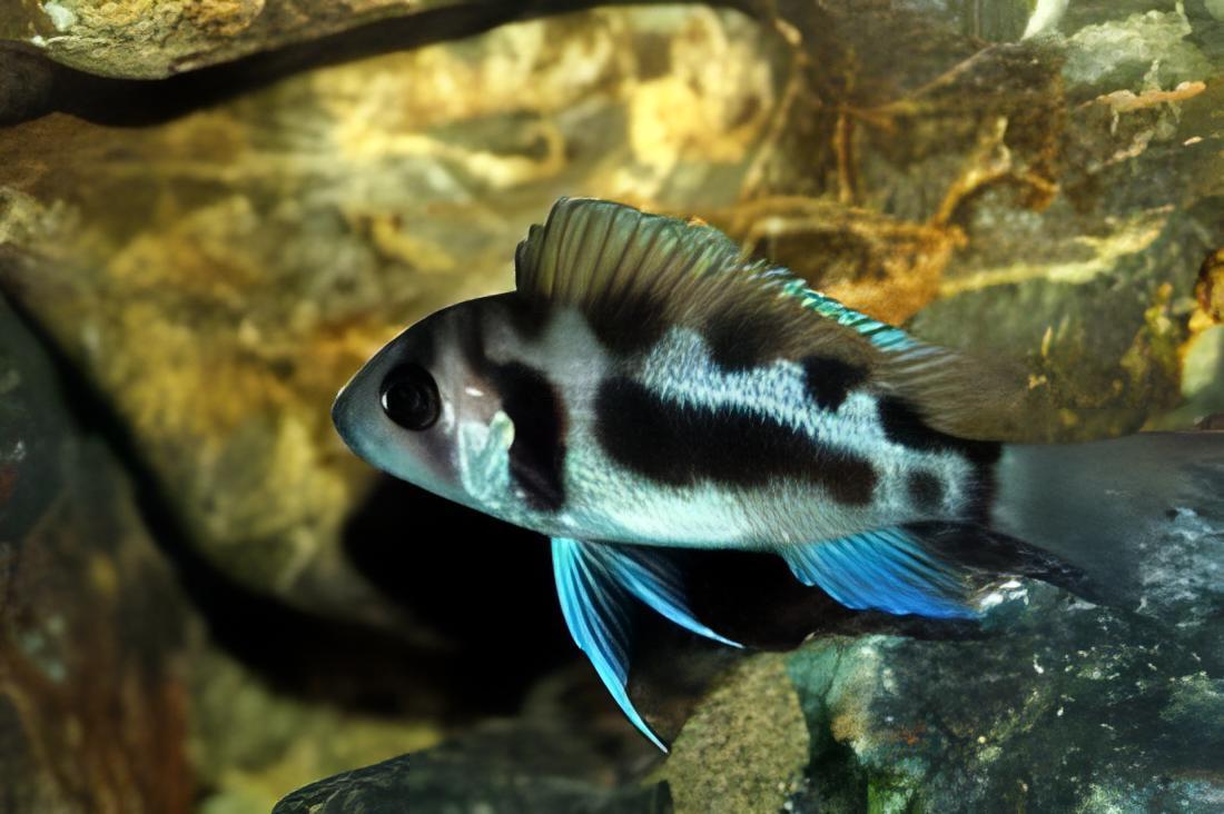 Cyphotilapia Frontosa Black Widow 3cm - Real Aquatics