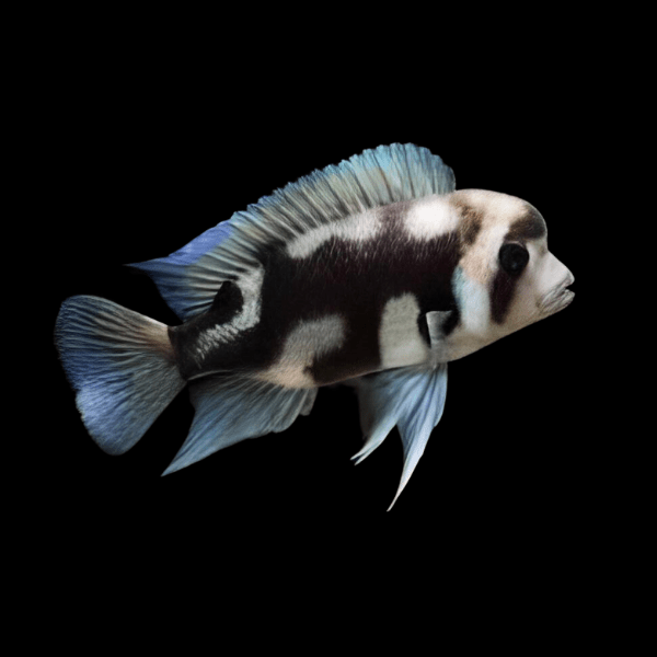 Cyphotilapia Frontosa Black Widow 3cm - Real Aquatics
