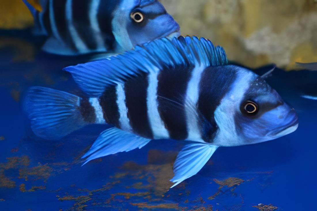 Cyphotilapia Frontosa Blue Chaitika  3cm - Real Aquatics
