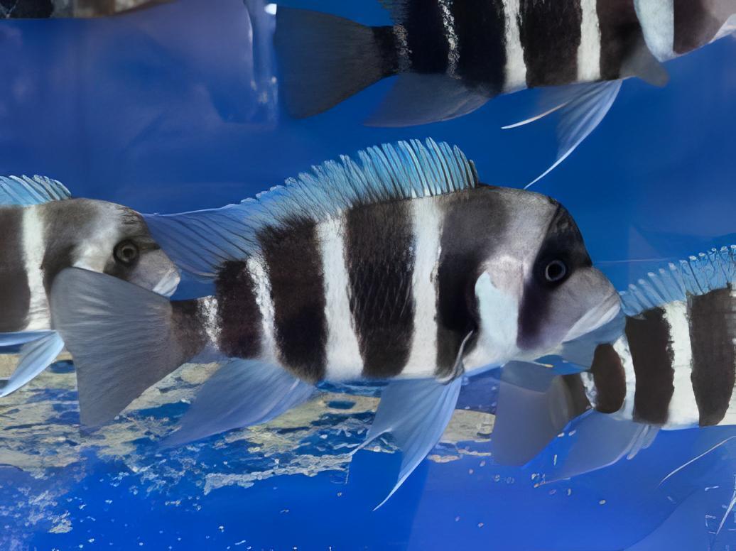Cyphotilapia Frontosa Blue Chaitika  3cm - Real Aquatics