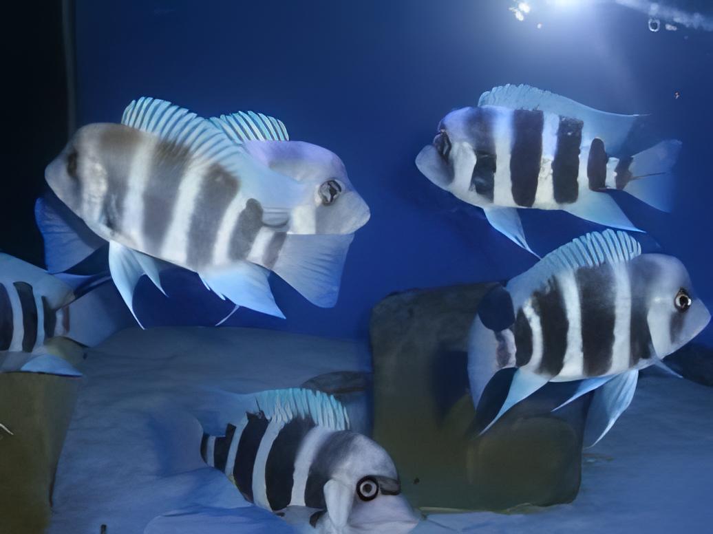 Cyphotilapia Frontosa Blue Kipili 3cm - Real Aquatics