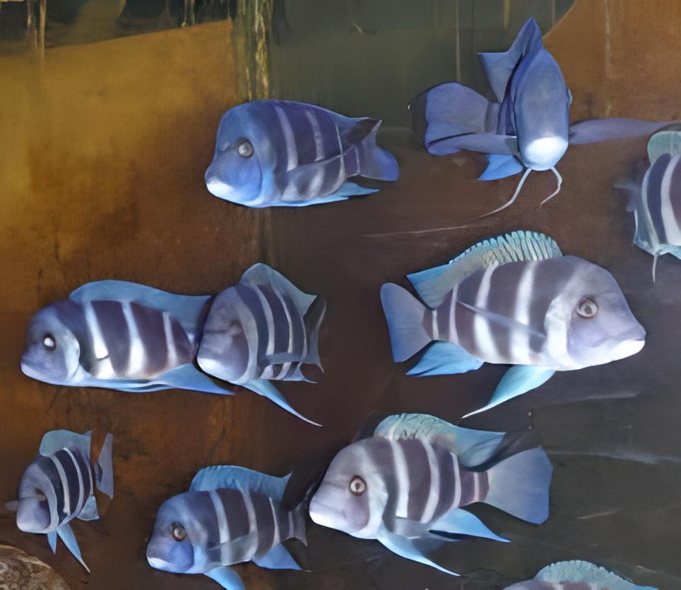 Cyphotilapia Frontosa Blue Zaire Kapampa 3cm - Real Aquatics