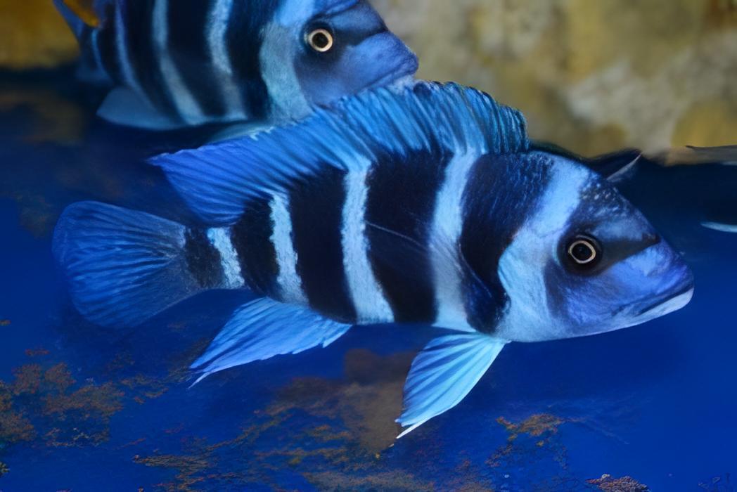 Cyphotilapia Frontosa Blue Zambia 3cm - Real Aquatics